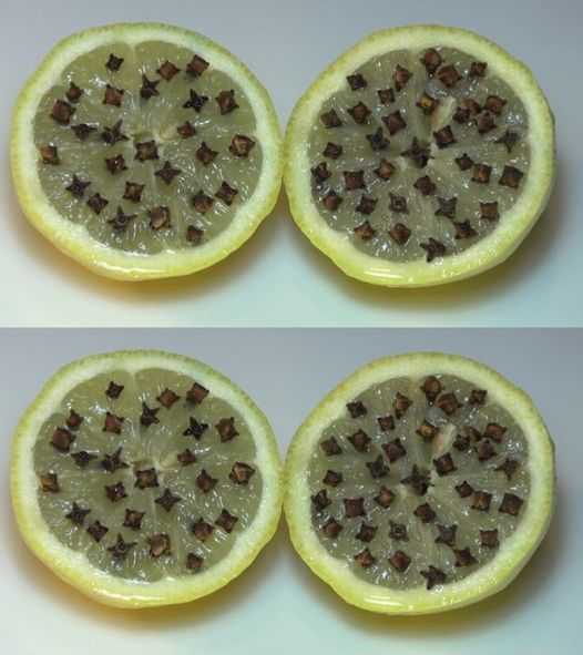 Lemon peels against flies and mosquitoes: why it is wrong. Here is the remedy that works.