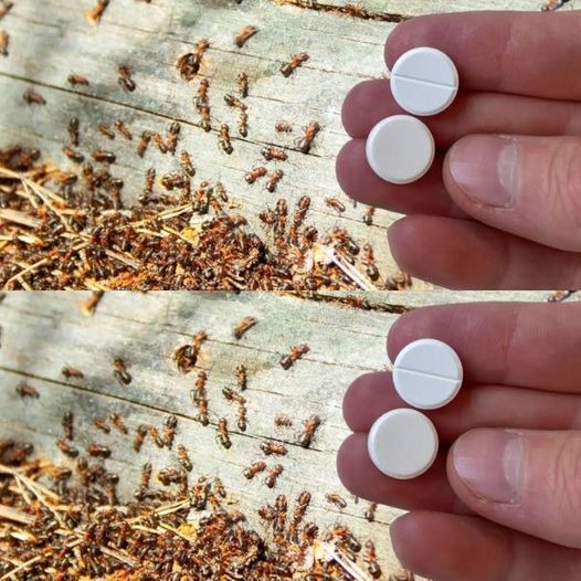 One of the most effective methods for removing ants from the garden is to allow them to flee within ten seconds.