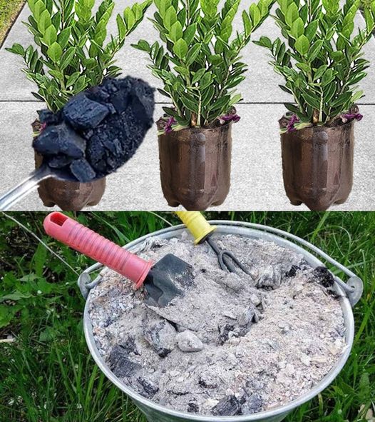 Find out how to use wood ash to improve plant growth.