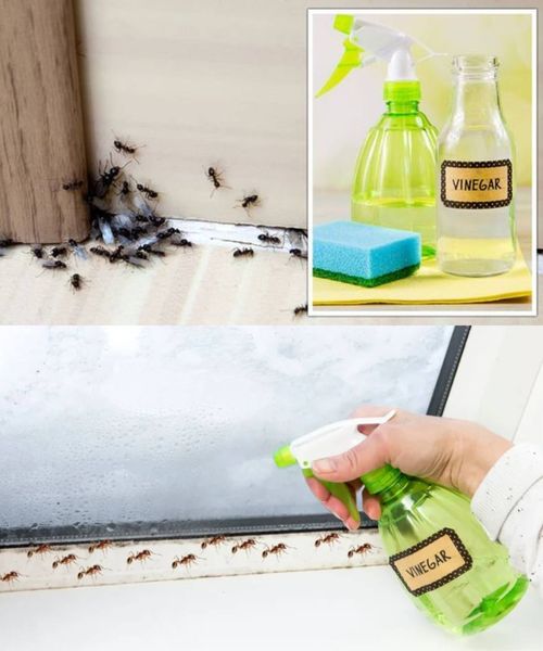 F YOU WANT TO KEEP ANTS AWAY FROM THE HOUSE, SPRAY THIS ON THE WINDOWS AND THEY WILL DISAPPEAR