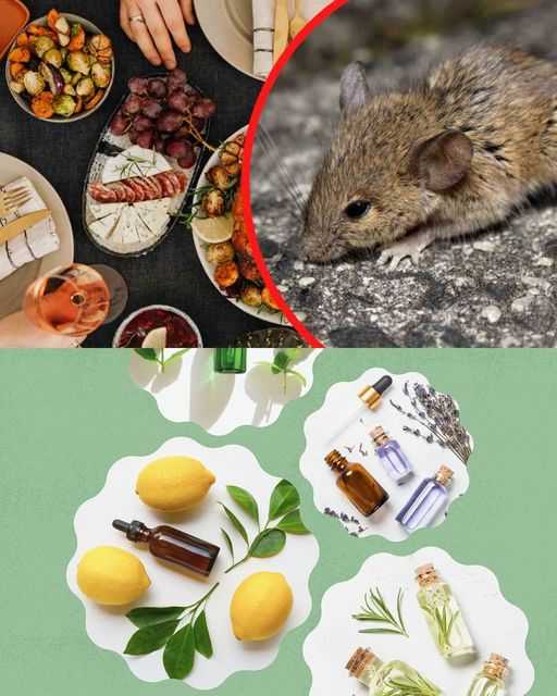 WHAT ATTRACTS MICE MOST IN THE HOUSE? THEIR OWN FAULT: INDEFECTIVELY AT THE TABLE