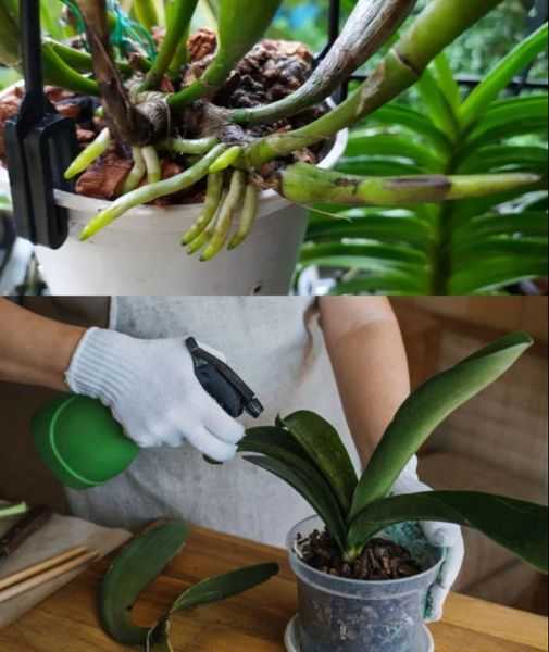 Reviving Your Orchid with Sugar: A Simple and Effective Trick