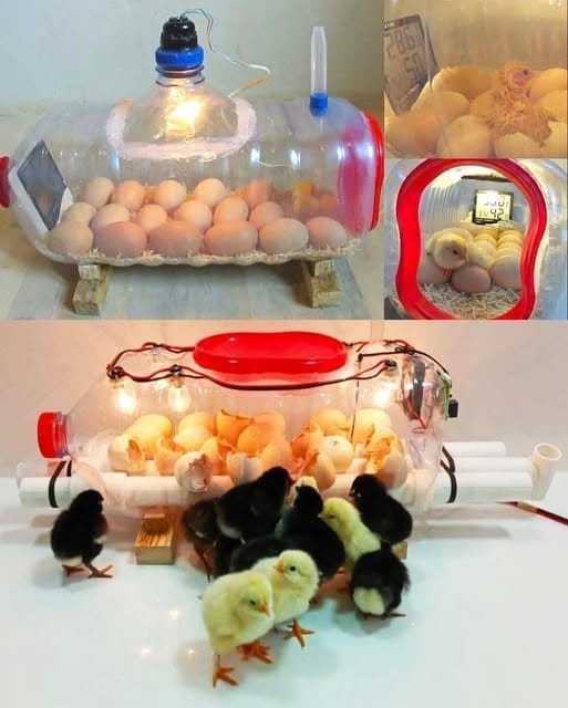 How to Build a Homemade Egg Incubator Using a Water Bottle: A Comprehensive Guide