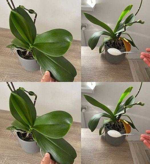 3 simple and effective tips to revive your orchids