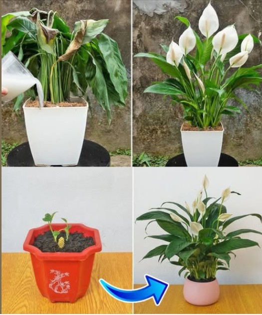 Title: « Magic Rice: The Secret to a Flower Explosion in Your Peace Lily (Spathiphyllum) »