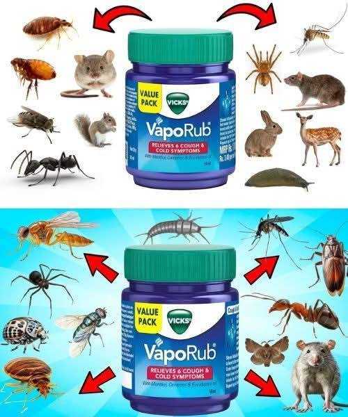 VICKS VAPORUB Hack for Pest Removal: Mosquitoes Ants Flies Spiders RodentsCockroachesand Gnats