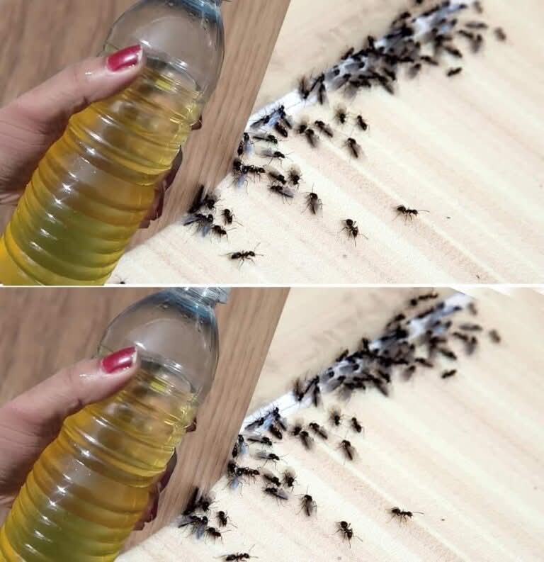 Spray This DIY Natural Repellent to Say Goodbye to Flies and Mosquitoes in 2 Minutes