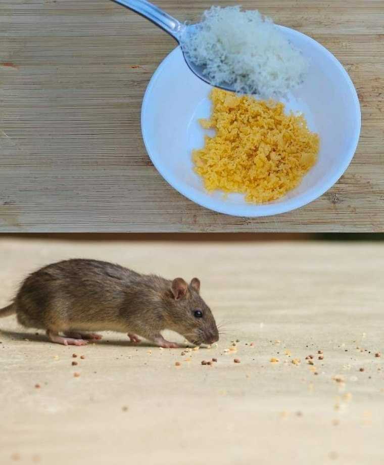 Natural Pest Repellent: Two-Ingredient Solution to Keep Mice and Cockroaches Away