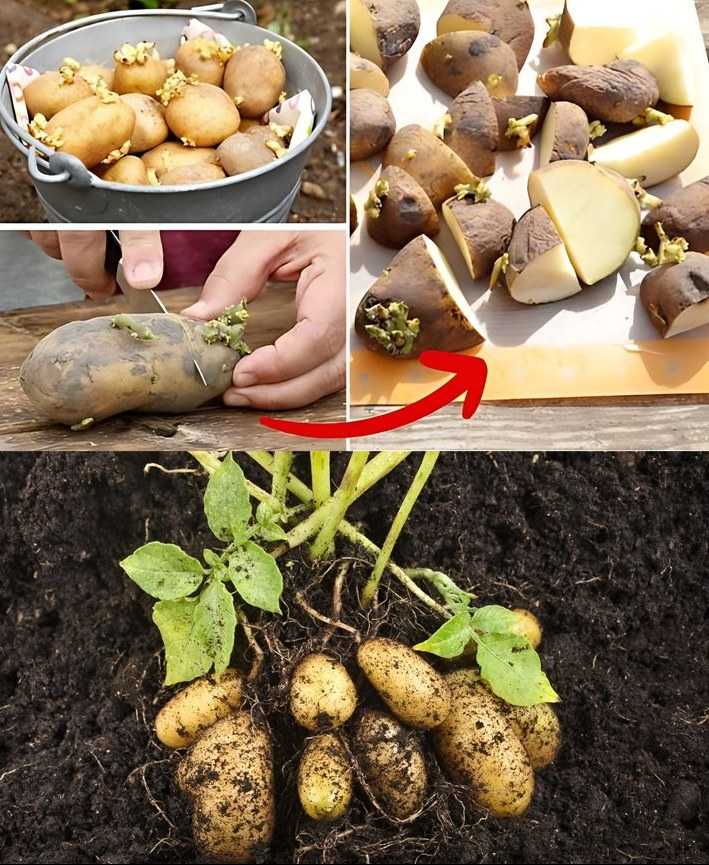 Why Trim Potatoes Before Planting?