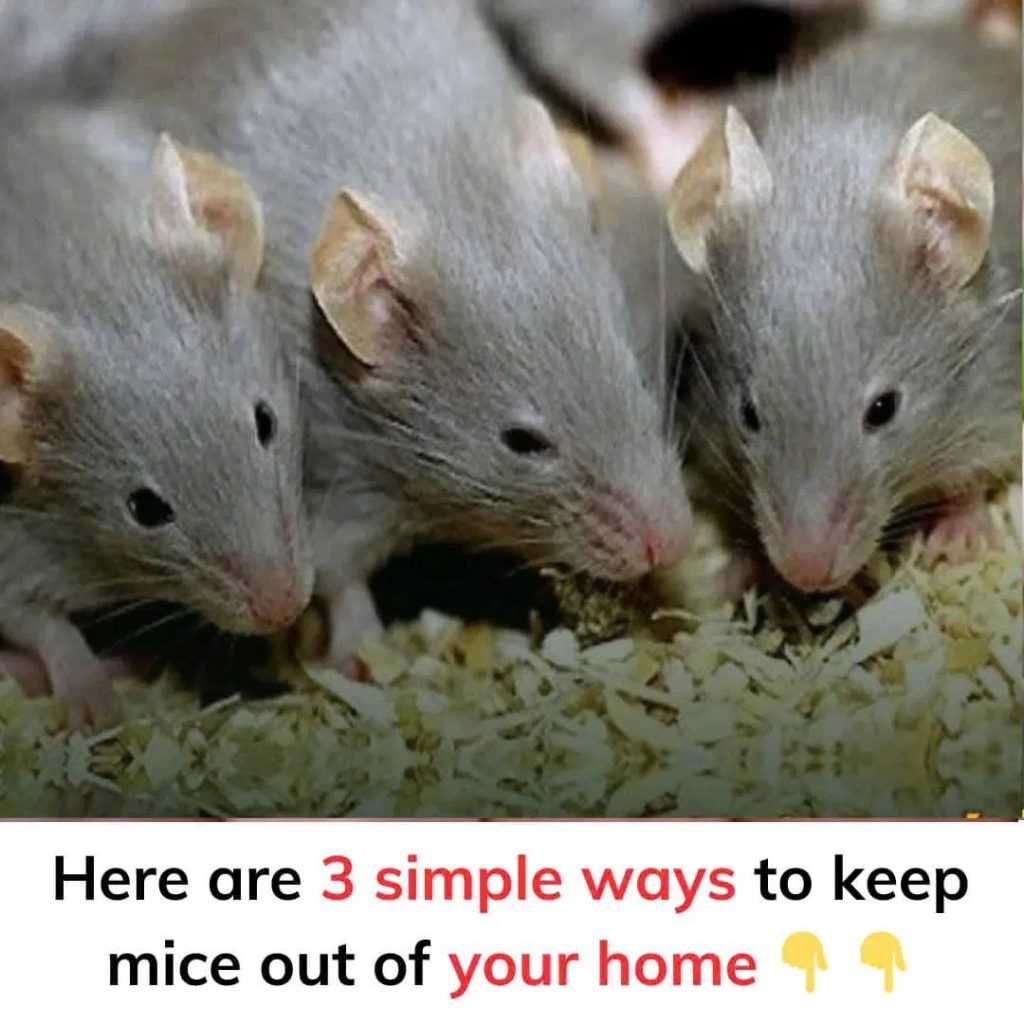 Here are 3 simple ways to keep mice out of your home