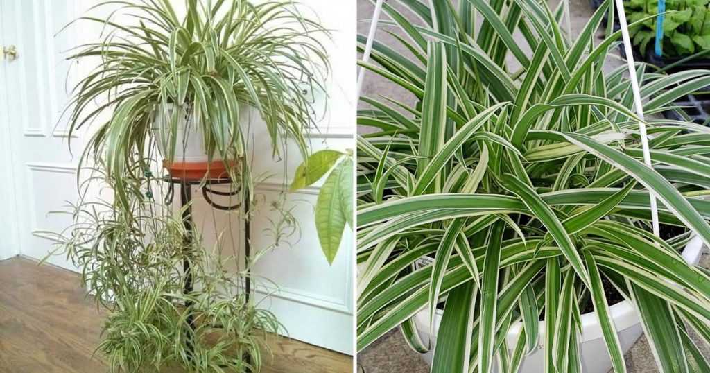 How to take care of the phalangium, the plant that purifies the air in your home