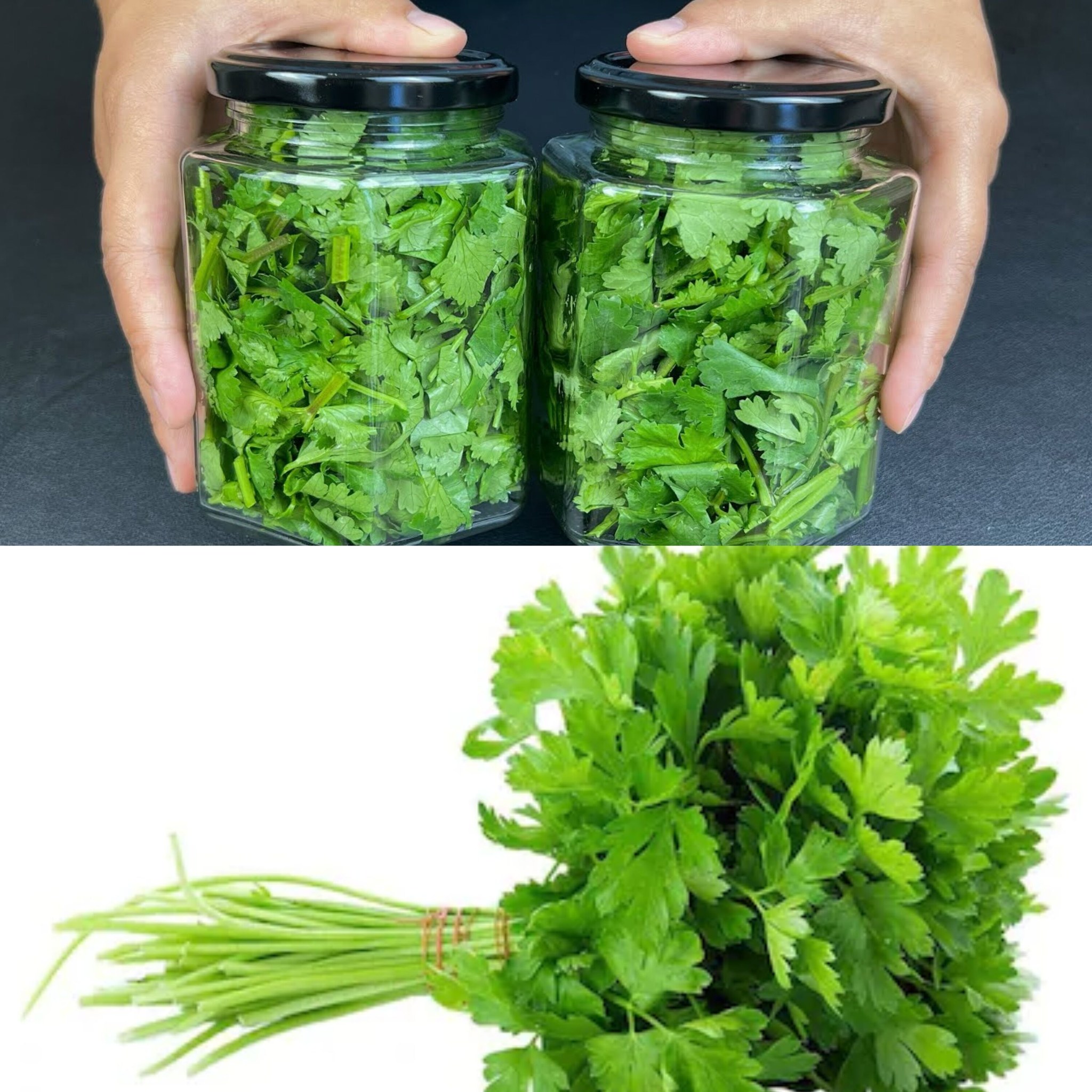 Tip to save on coriander: easy! How to keep coriander fresh longer in the fridge Lifehacks