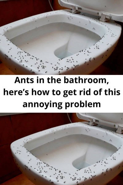 Ants in the bathroom, here’s how to get rid of this annoying problem