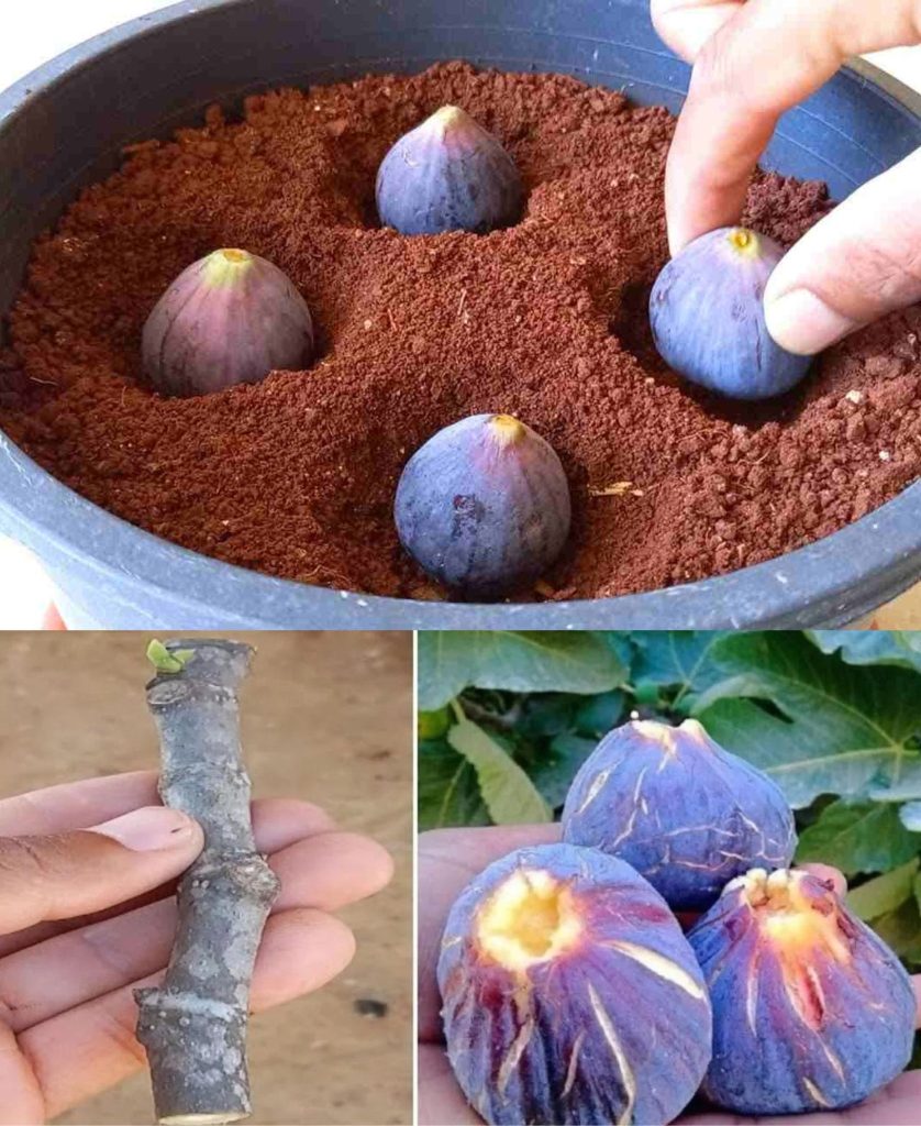 Plant 4 figs in a vase filled with soil, you can’t imagine what happens shortly after