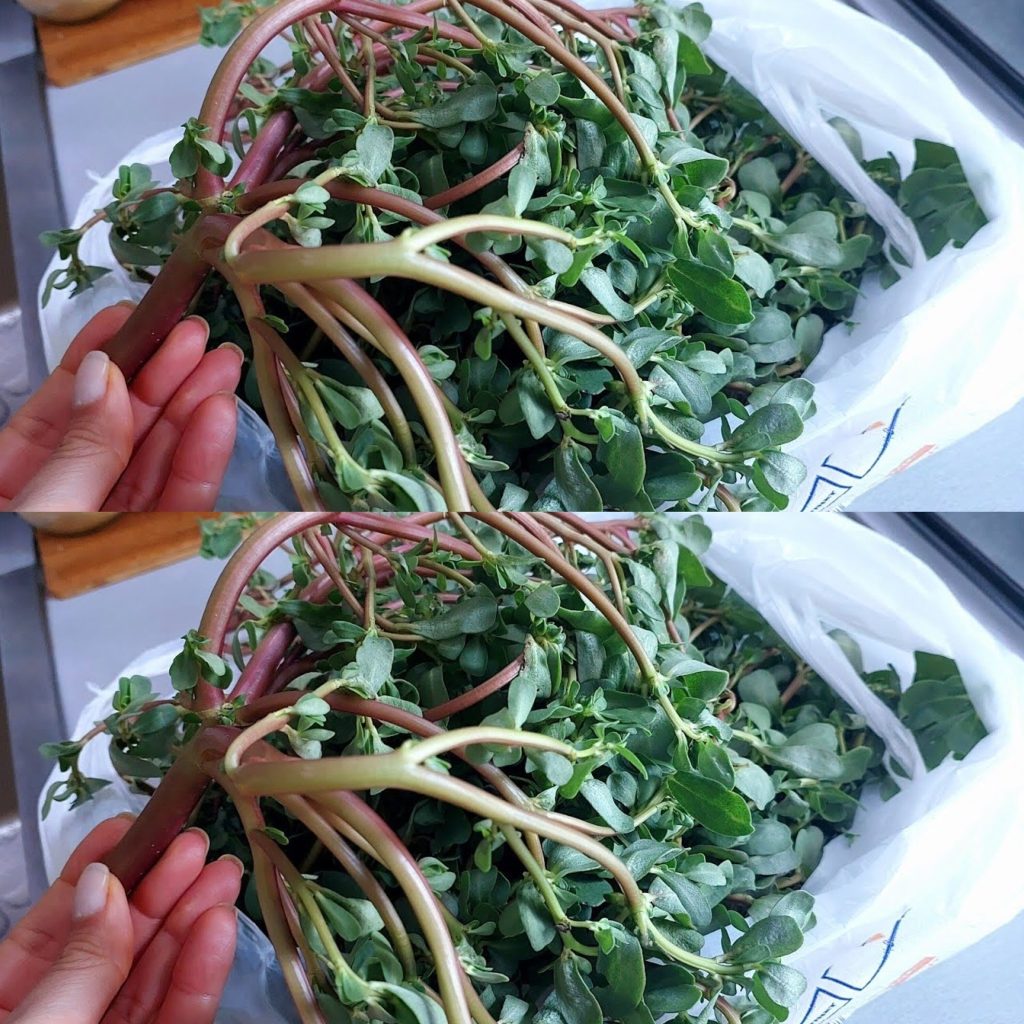 Discovering the Delight of Purslane: A Tasty Treasure from the Garden