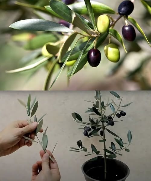 Olive tree, the trick to multiply it infinitely from 1 twig: all at zero cost