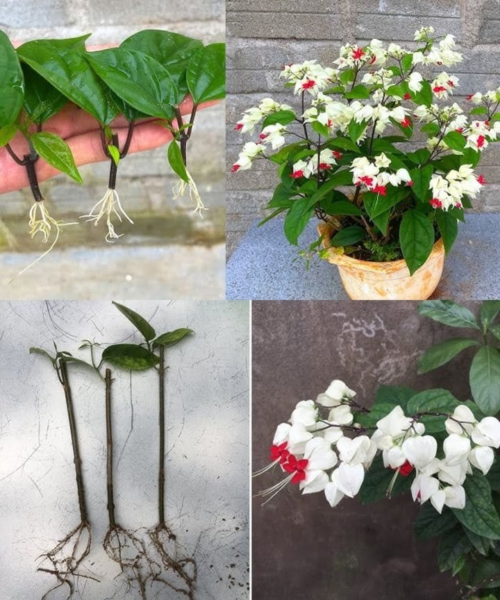 EASIEST Way To GROW Bleeding Heart From Cuttings