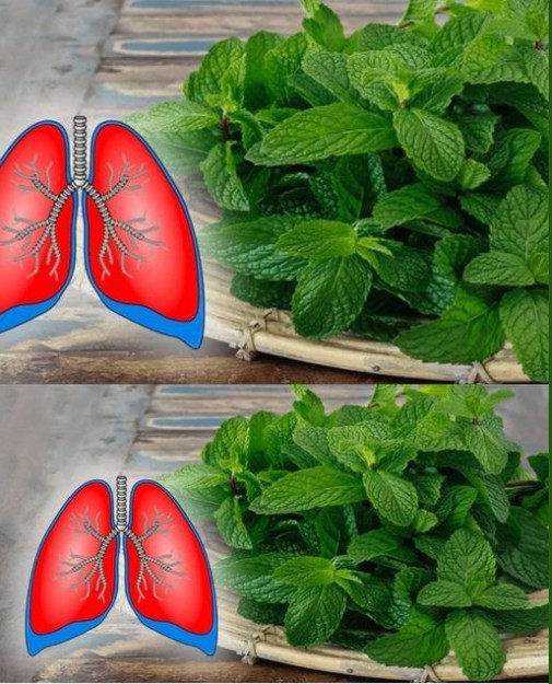 Title: Breathe Easy: 6 Plants to Clean Your Lungs and Fight Asthma