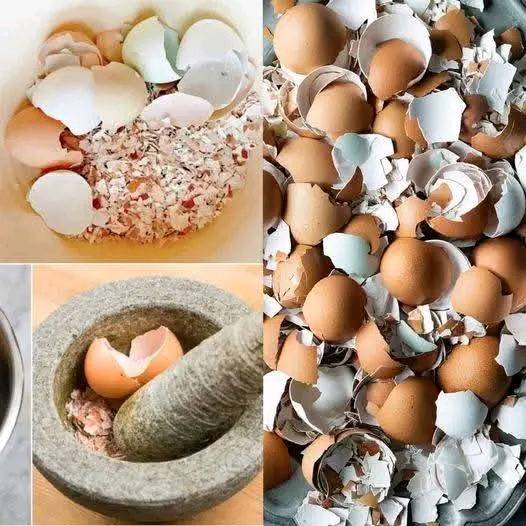 You will Never throw away Eggshells after watching this.