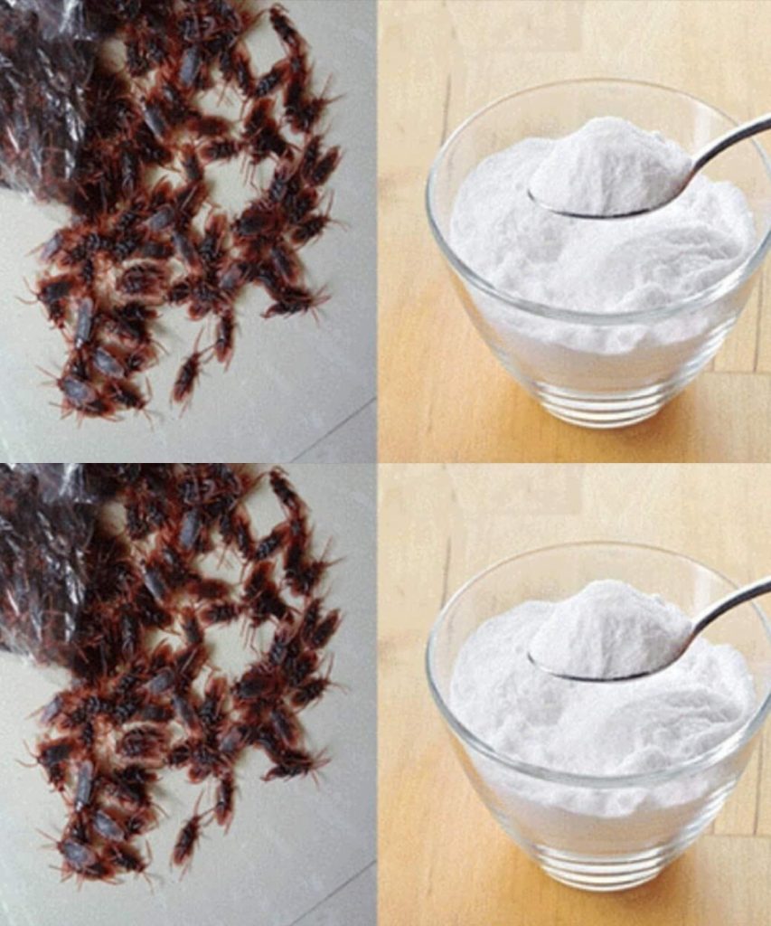 Cockroaches will disappear from your house thanks to this ingredient you have in the refrigerator