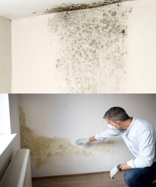 The Ultimate Trick to Eliminate Mold from Your Walls