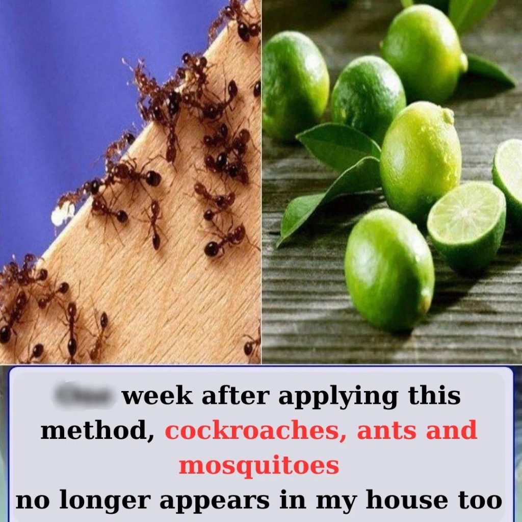 After applying this method, cockroaches, ants and mosquitoes no longer appears in my house too