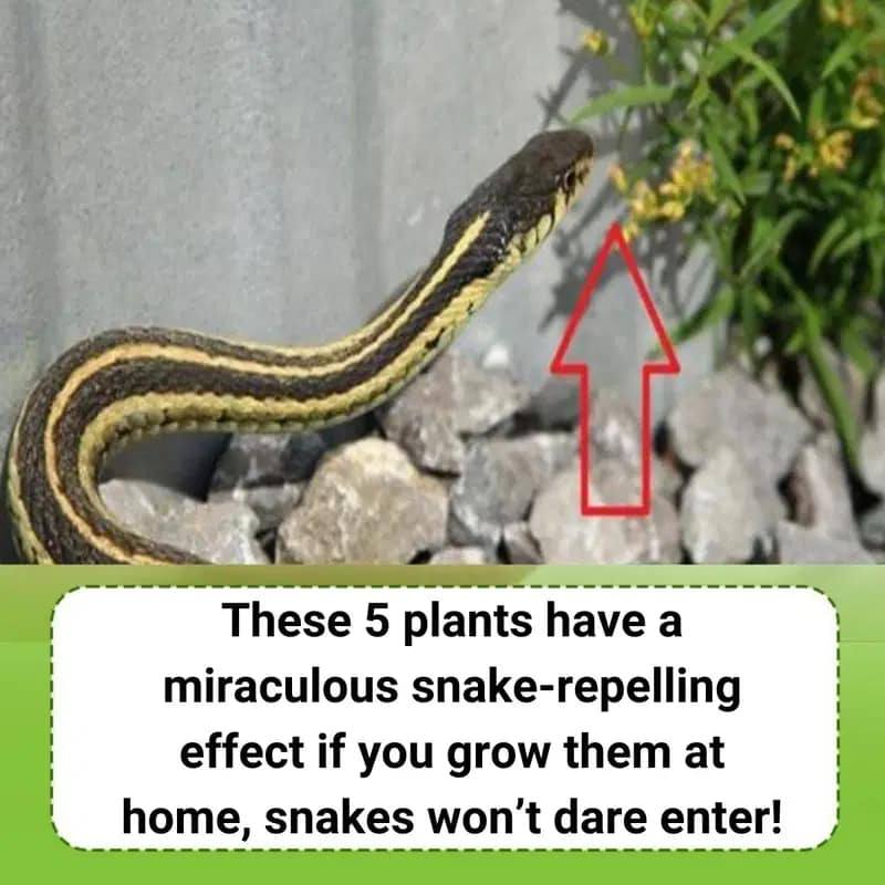 Replanting snake-repellent plants to protect your family.