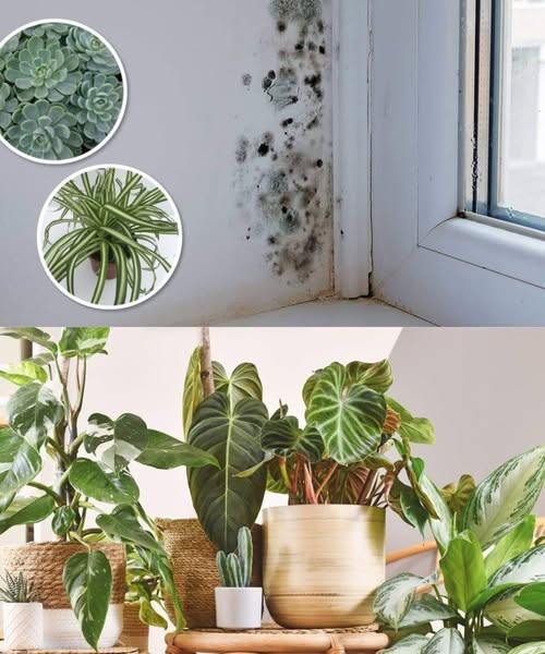 6 Houseplants That Will Help Get Rid of Black Mold in Your Bathroom and Walls