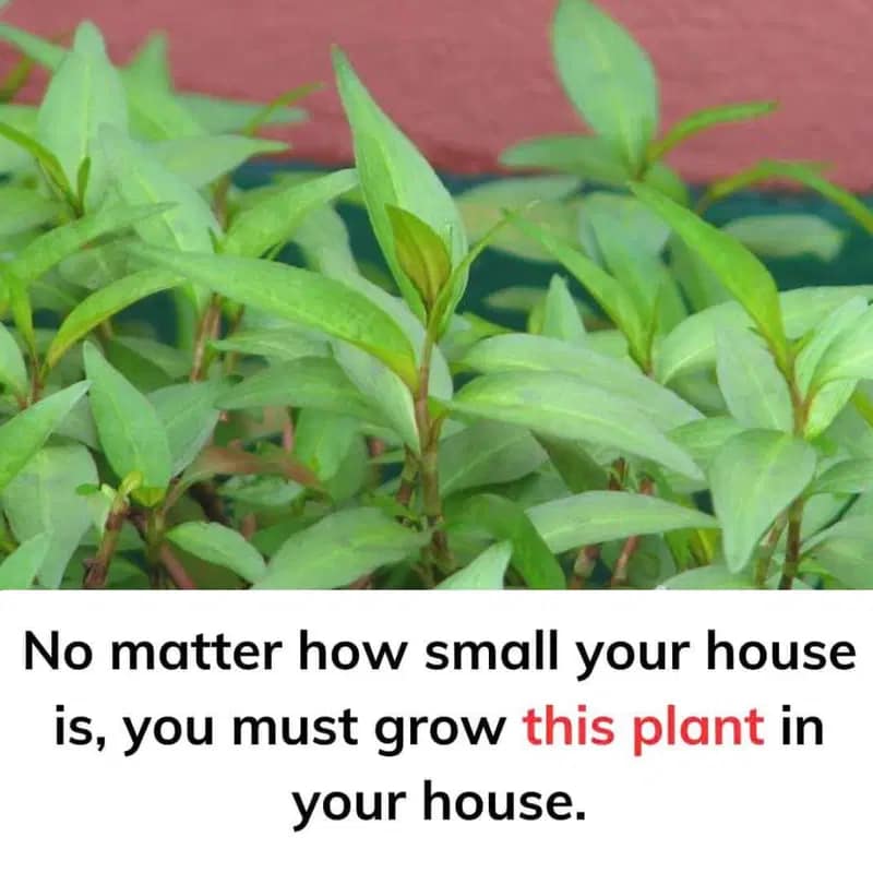 No matter how small your house is, you must grow this plant in your house.