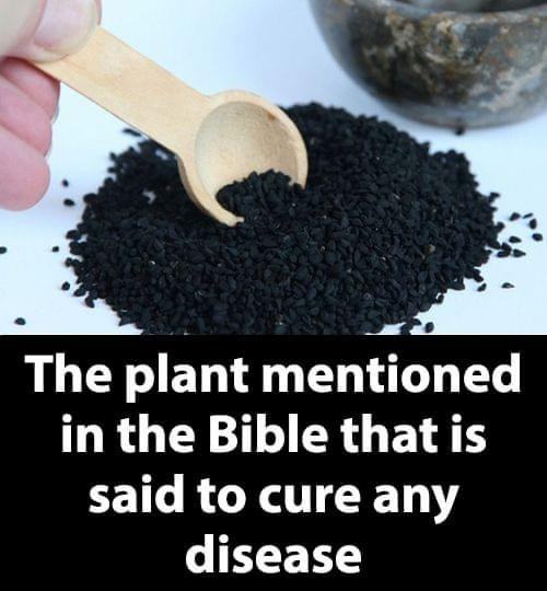 The biblical herb long recognized for its medicinal properties is today recognized for its profound effect on health.