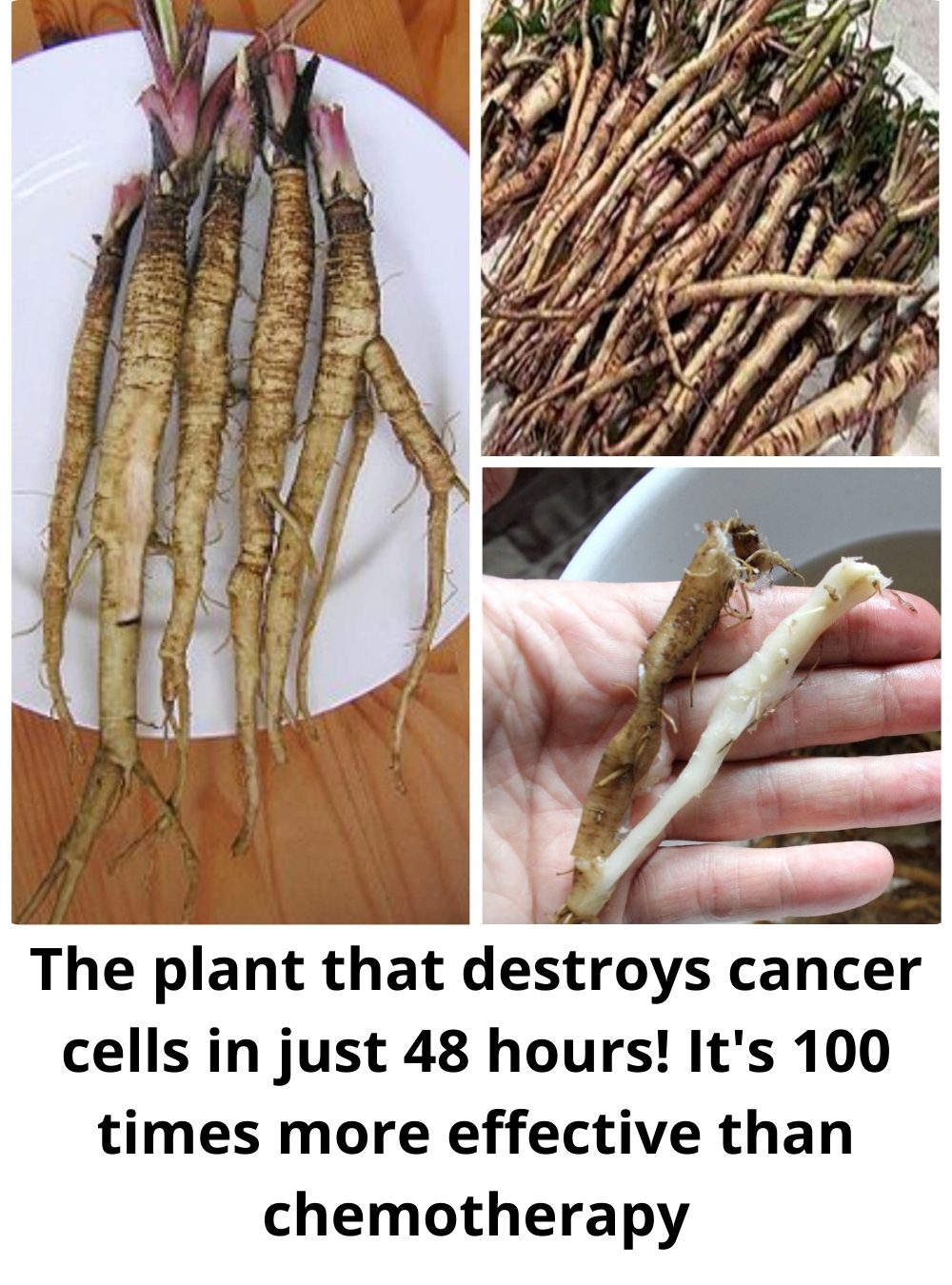 The Plant That Destroys Cancer Cells in Just 48 Hours! It’s 100 Times More Effective Than Chemotherapy