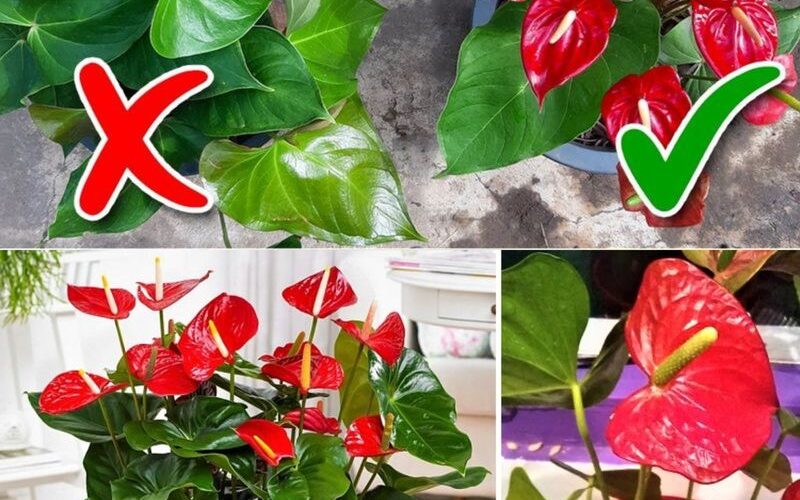 How to make anthurium bloom all year round