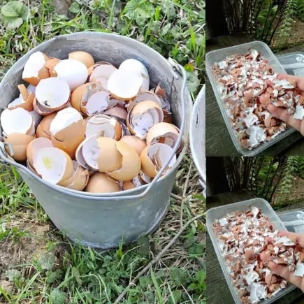 Stop Throwing Away Eggshells: 7 Genius Uses at Home