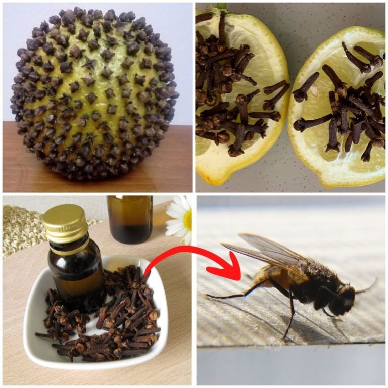 Discover the Clove: Your Natural Ally Against Flies and Mosquitoes