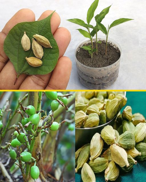 How to grow Cardamom/Ilachi at home in containers from Seed…Anyone can do it