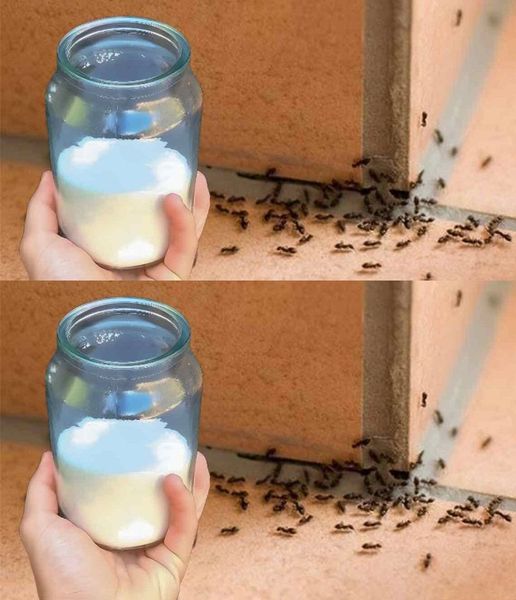 NO MORE ANTS AROUND THE HOUSE, WITH THE SUGAR METHOD THEY WILL DISAPPEAR IMMEDIATELY