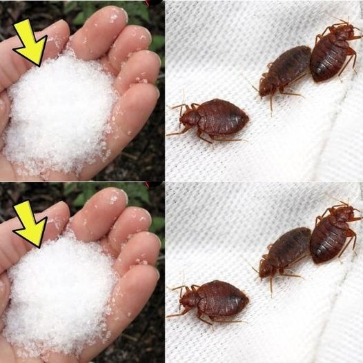 Goodbye to bedbugs in the garden, other than chemical insecticides: they float immediately