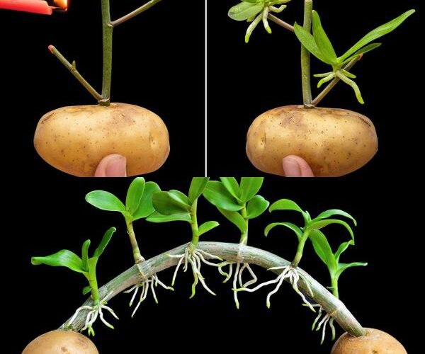 Orchids, how to propagate them endlessly with a potato: gardeners teach