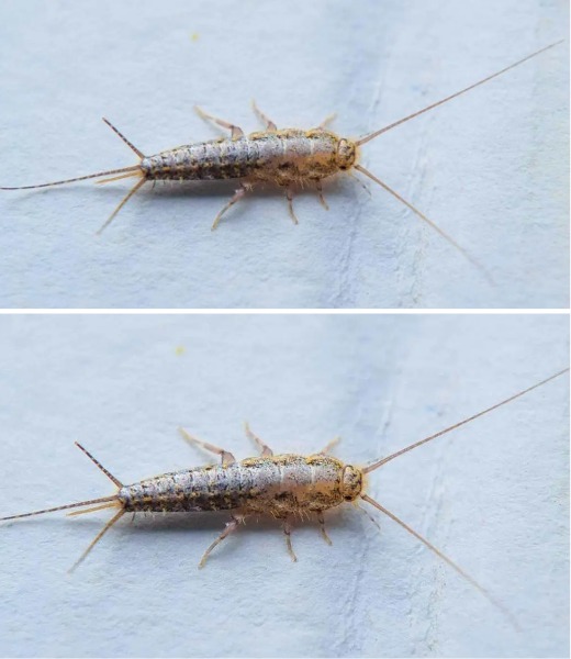 Silverfish hate it just so you can get rid of it forever