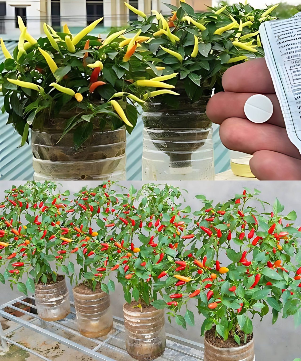 Growing Your Own Chili Peppers: Tips for Vigorous Growth