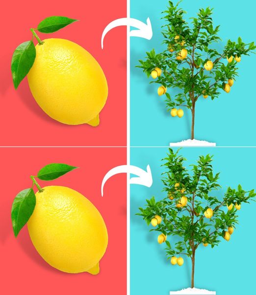 Do you know what happens if you leave lemons attached to the plant? The experts answer