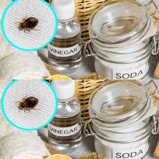 Goodbye bed bugs in the house, they hate them: the infallible remedy to keep them away