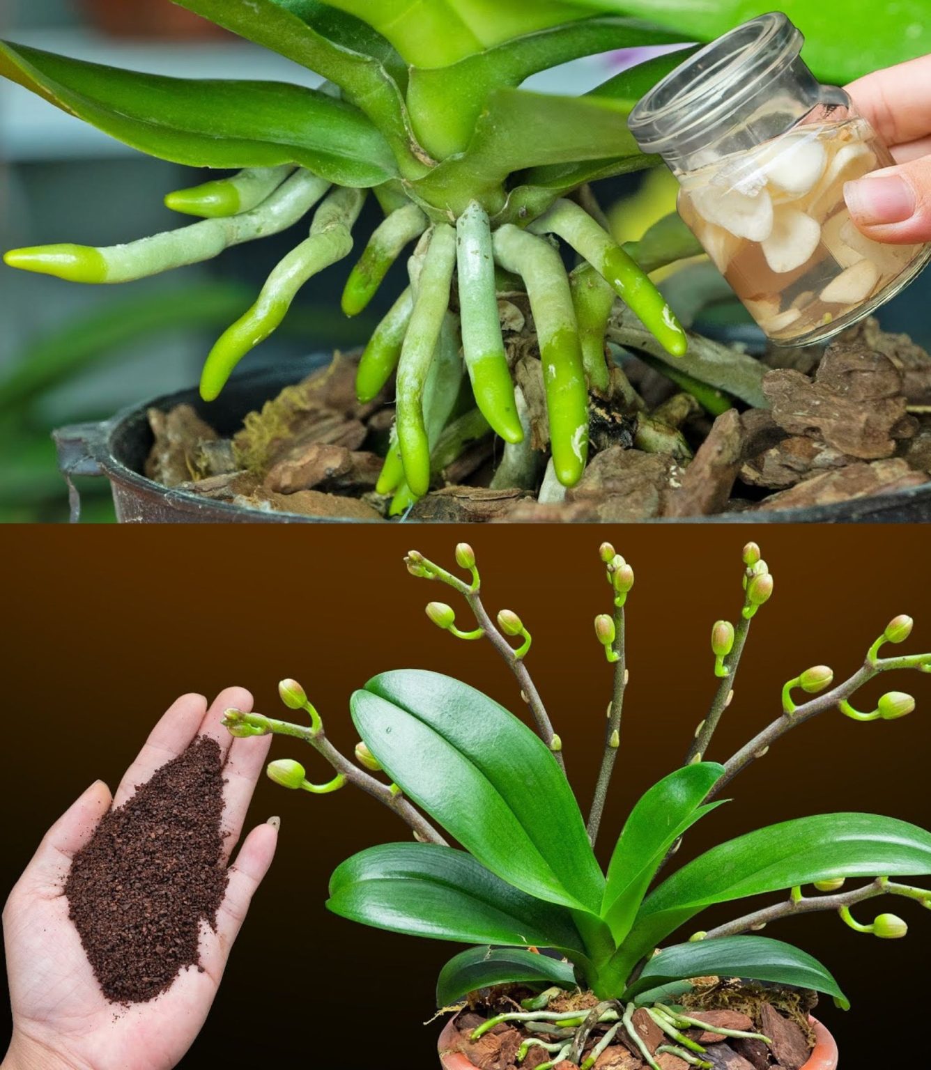 The Most Effective Trick To Save A Dying Orchid And Make It Bloom Again