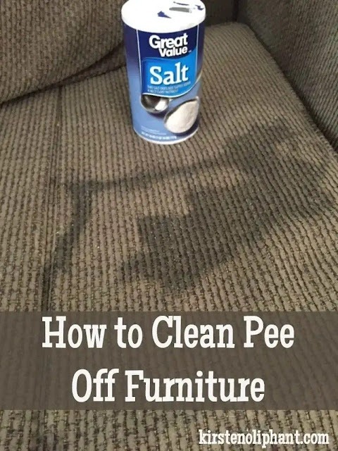 Effective Homemade Solution to Clean Pee Off Furniture and Carpets