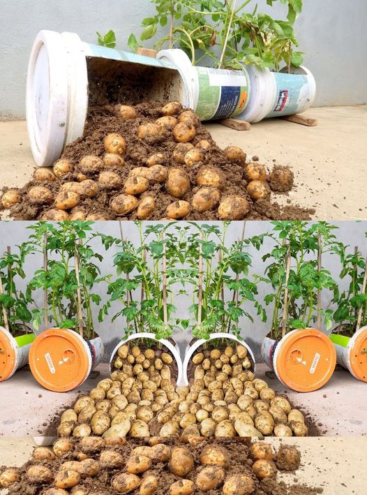 7 Different Planting Methods for Growing Potatoes