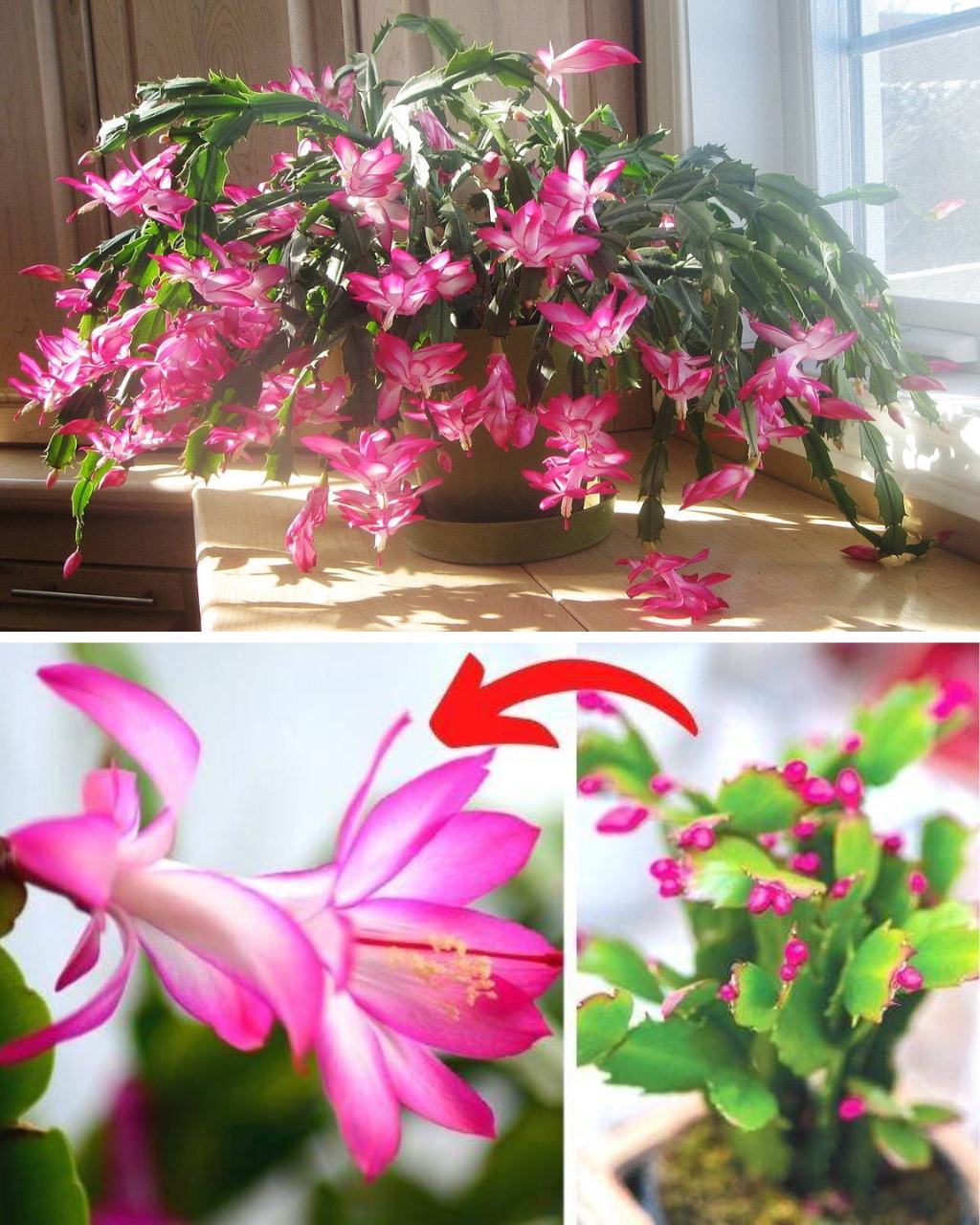 Christmas Cactus: My Gardener’s Secret to Making It Bloom Again Every Year.