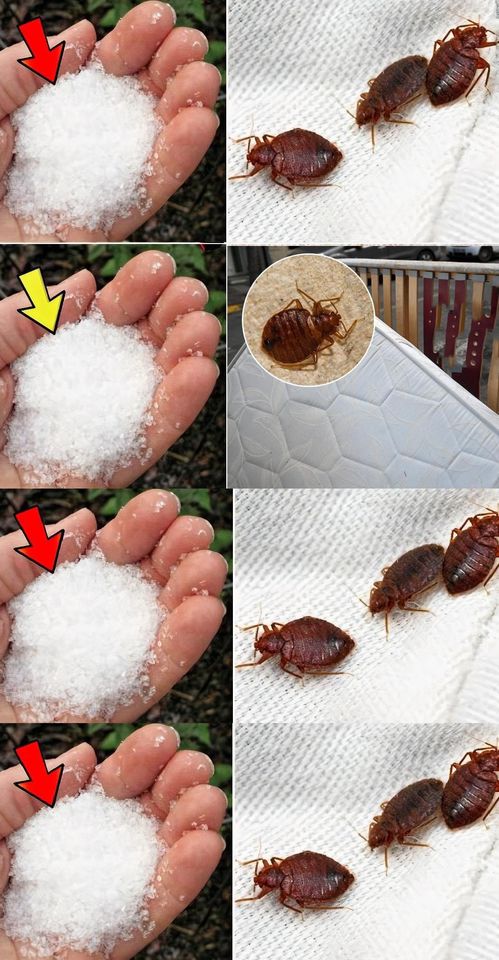 The 6 Most Effective Remedies Against Bed Bugs at Home