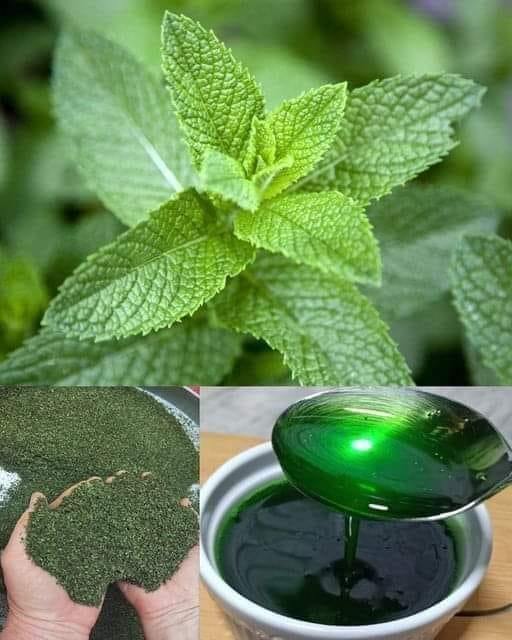 Versatile Mint: Health Benefits, Uses, and How to Incorporate It into Your Daily Routine