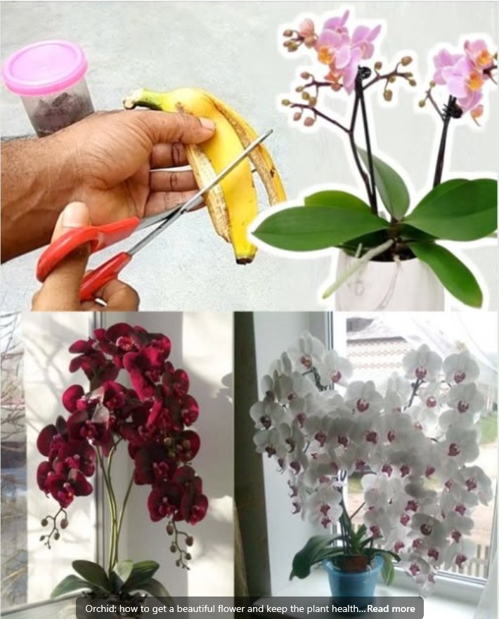 Orchid Care: How to Achieve Beautiful Blooms and Keep Your Plant Healthy