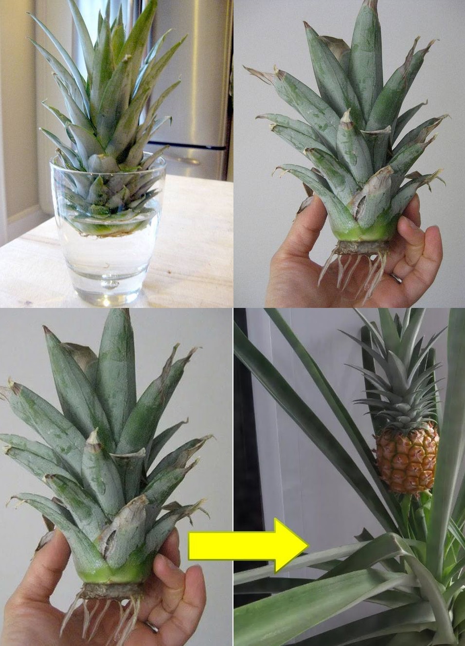 How do you grow a pineapple from the fruit?